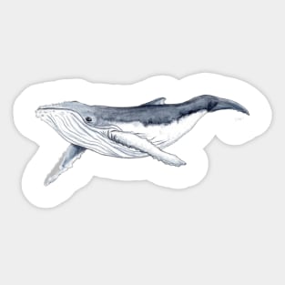 Humpback whale baby Sticker